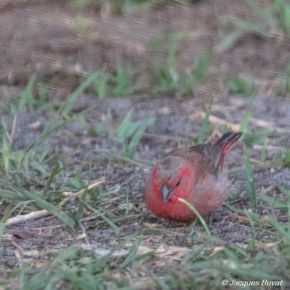 Amarante du Sénégal (Red-billed firefinch, Lagonosticta senegala), mâle  adulte atypique, Shinde, Delta de l'Okavango, Botswana-7423.